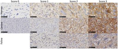 Cross-species evaluation of fibroblast activation protein alpha as potential imaging target for soft tissue sarcoma: a comparative immunohistochemical study in humans, dogs, and cats